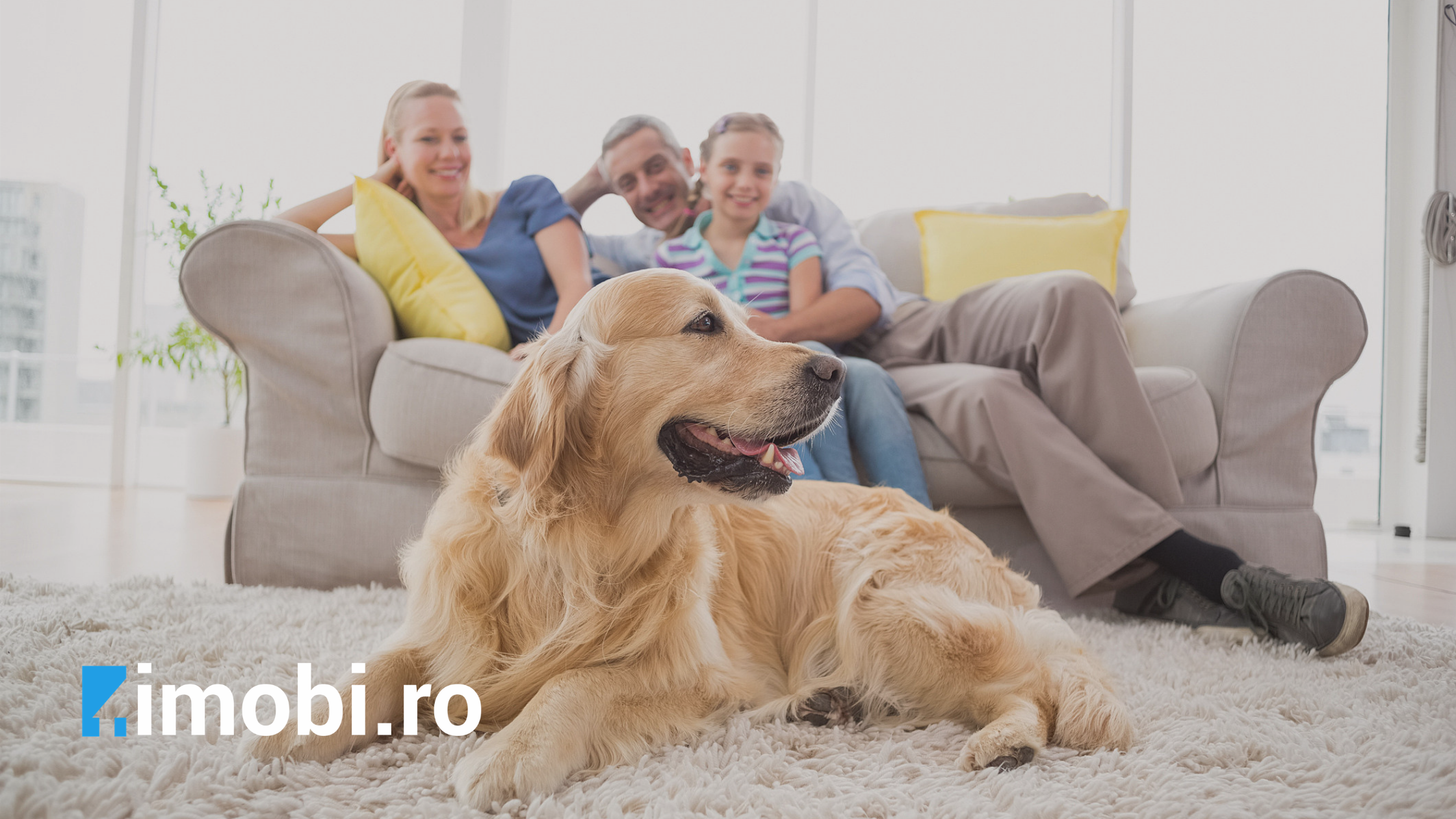 Cum să-ți amenajezi locuința când ai animale de companie?!